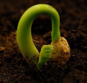 شوری خاک و تاثیر آن بر رشد گیاهان