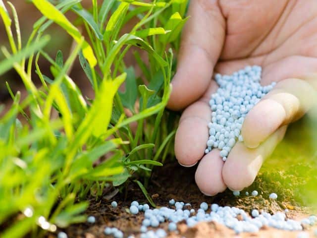 ایجاد مقاومت در گیاهان در مقابل آفات و بیماریهای گیاهی با مدیریت تغذیه ای  مناسب - شرکت رهروان رویش سبز