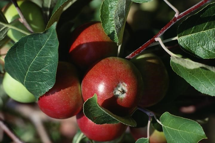 مدیریت تغذیه و کوددهی درختان سیب