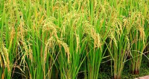 نقش سیلیسیم در برنج- کوددهی برنج