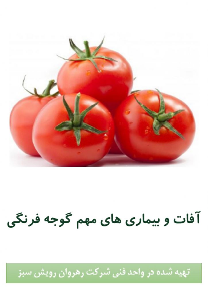آفات و بیماری های مهم گوجه فرنگی