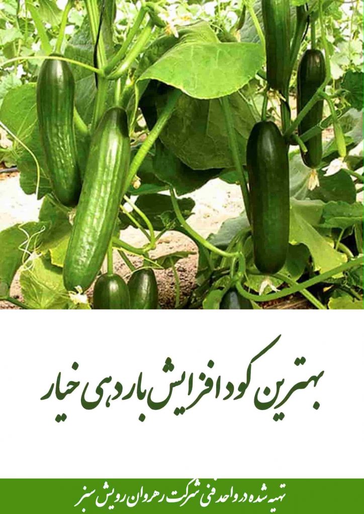 کود افزایش باردهی خیار