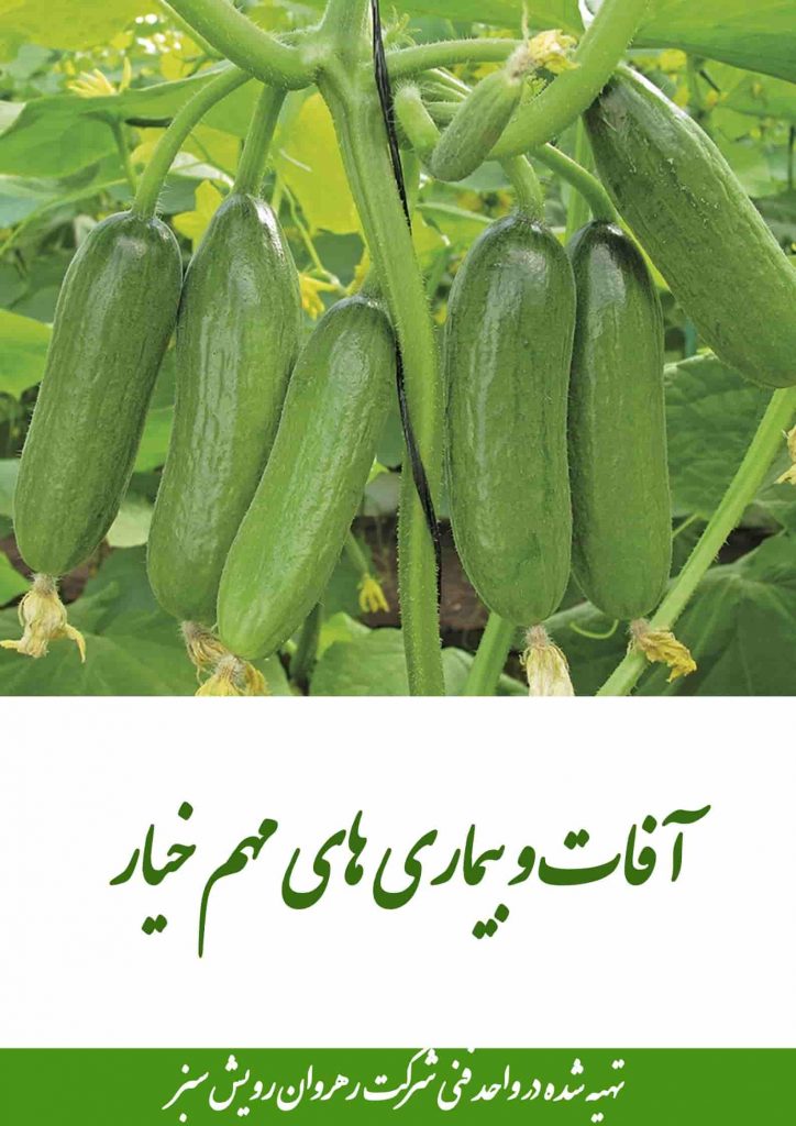 آفات مهم خیار-بیماری های مهم خیار