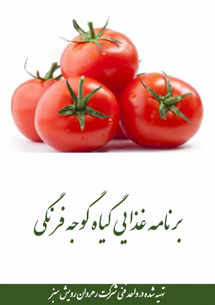 کوددهی گوجه فرنگی