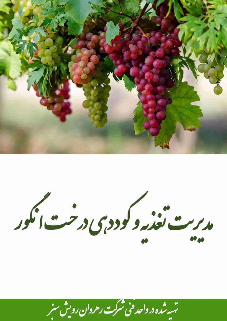 کوددهی درخت انگور