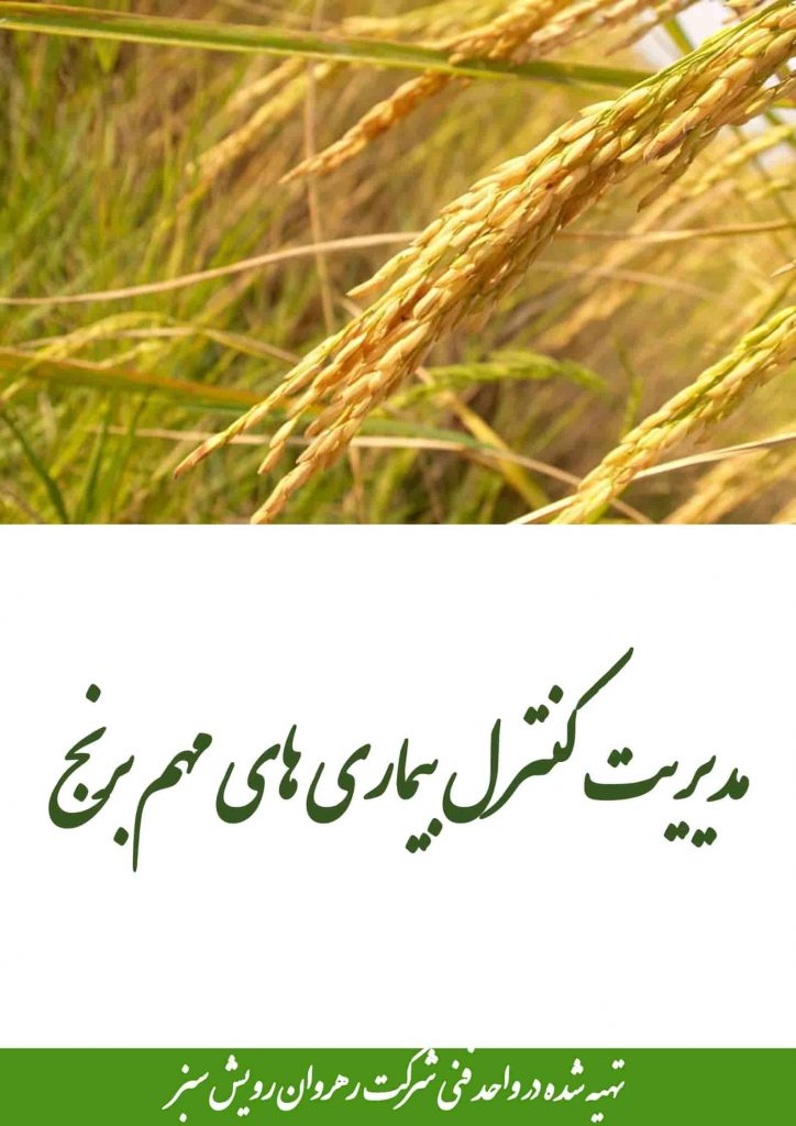 کنترل بیماری های مهم برنج