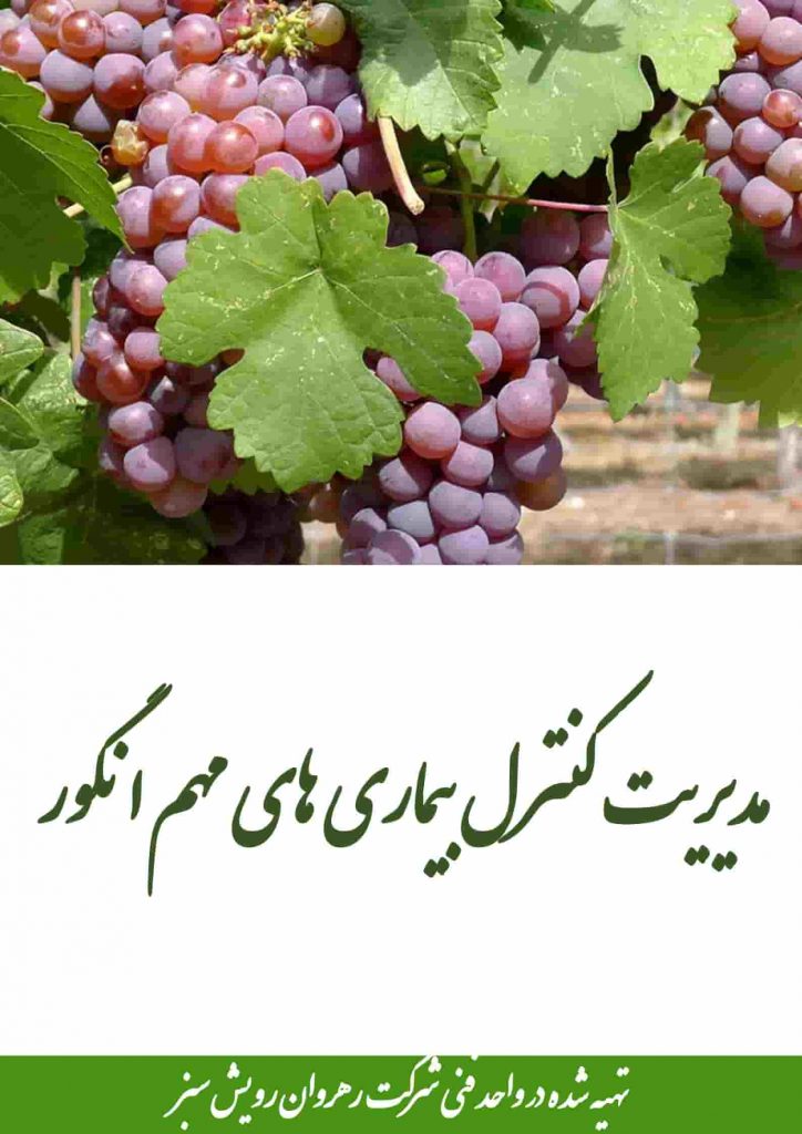 کنترل بیماری های مهم انگور