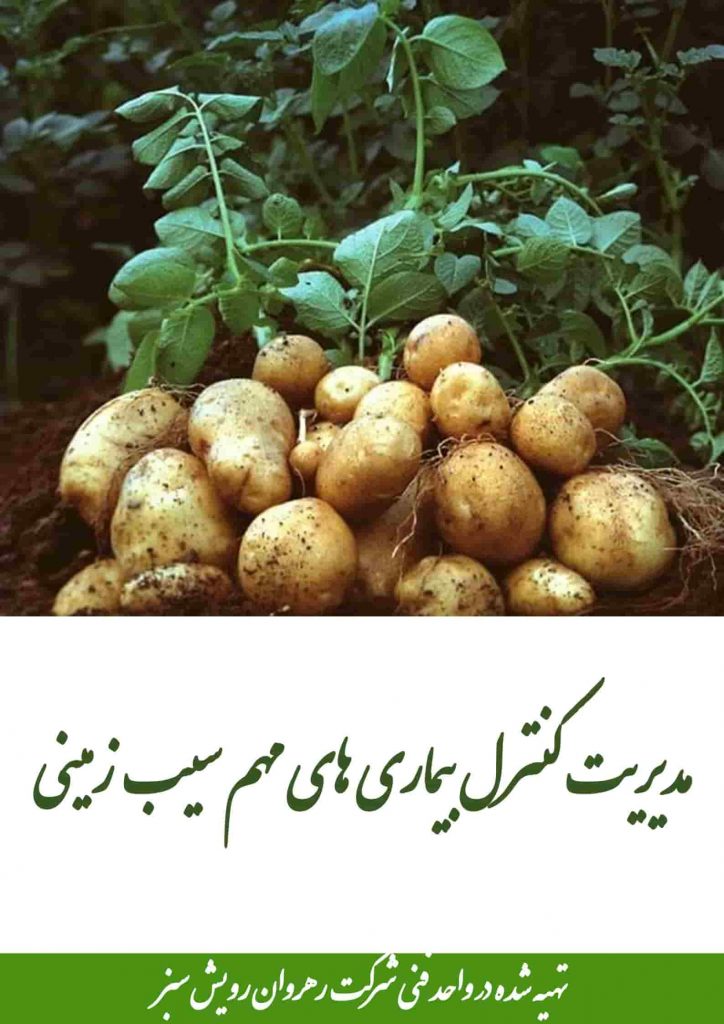 کنترل بیماری های مهم سیب زمینی