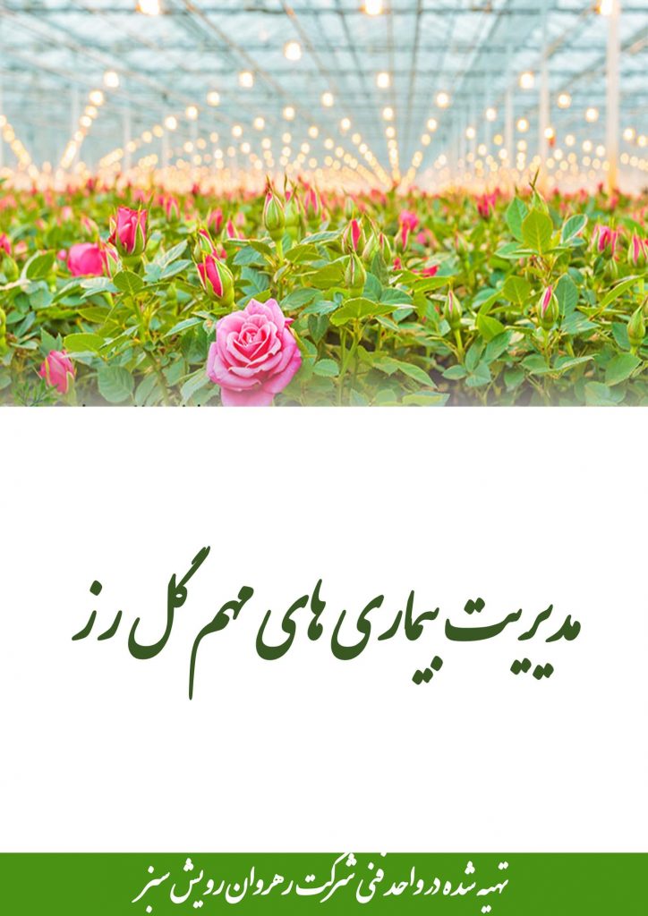 بیماری های مهم گل رز